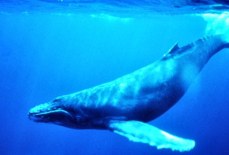 Мелодии горбатых китов