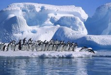 Сложная жизнь пингвинов