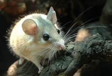 Защита деревьев от мышей