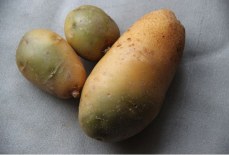 Ядовитая зелёная картошка