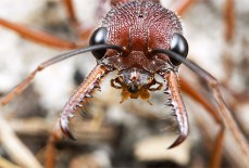 Как избавиться от укусов муравьев