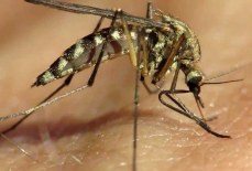 Феноменальное обоняние: почему комаров привлекают не все люди?