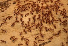 Непрошеные гости или как это делить квартиру с муравьями