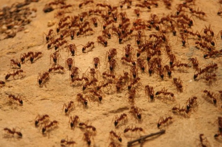 Непрошеные гости или как это делить квартиру с муравьями
