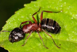 Различаете ли Вы муравьев: дерновой и древоточец?