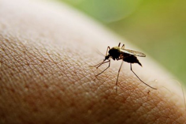 Алергия на укусы комаров