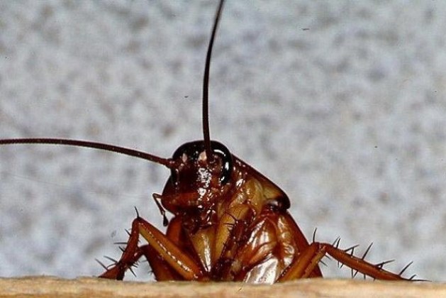 Избавиться от тараканов навсегда: возможно ли?