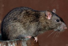 Черные крысы: особые методы борьбы