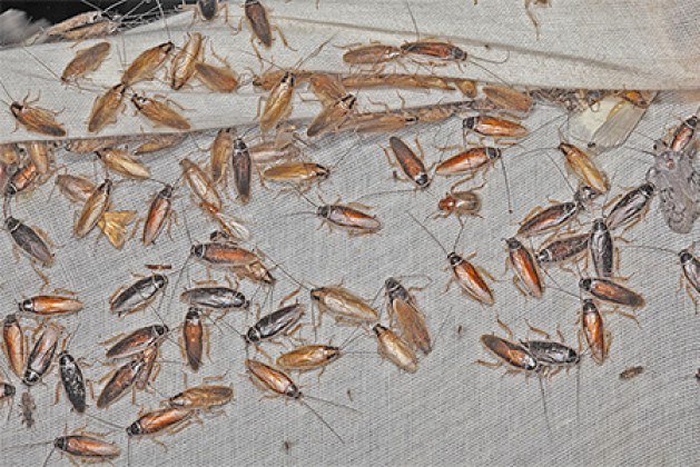 Откуда берутся тараканы и как избавиться от них