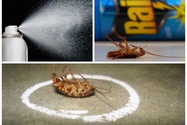 Химикаты против тараканов: как, когда и можно ли?