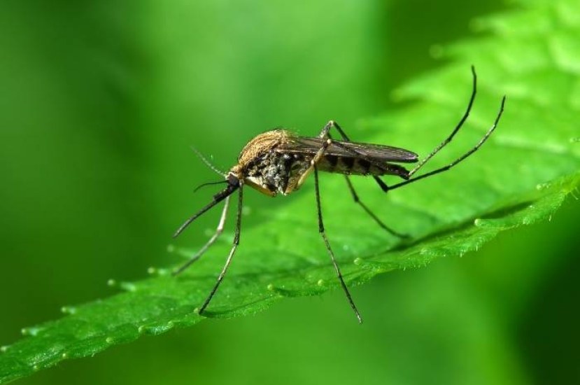 Сколько весит комар?
