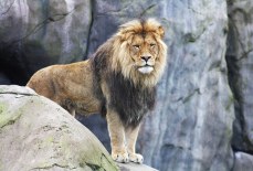 Сколько весит лев?