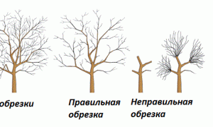 Способы обрезки деревьев